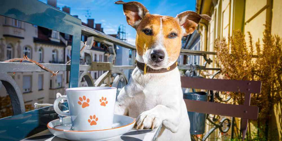 Happy puppy coffee